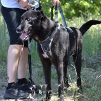 Teken, jeune chien d'1 an doux et équilibré #3