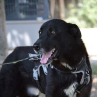 Teken, jeune chien d'1 an doux et équilibré #4