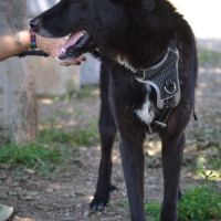 Teken, jeune chien d'1 an doux et équilibré #5