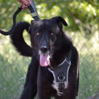 Teken, jeune chien d'1 an doux et équilibré #0