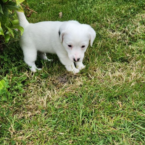 Chiots jack russell terrier lof #3