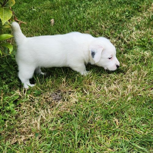 Chiots jack russell terrier lof #4