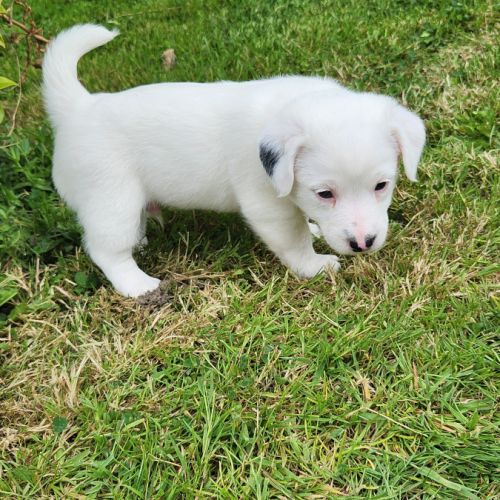 Chiots jack russell terrier lof #5
