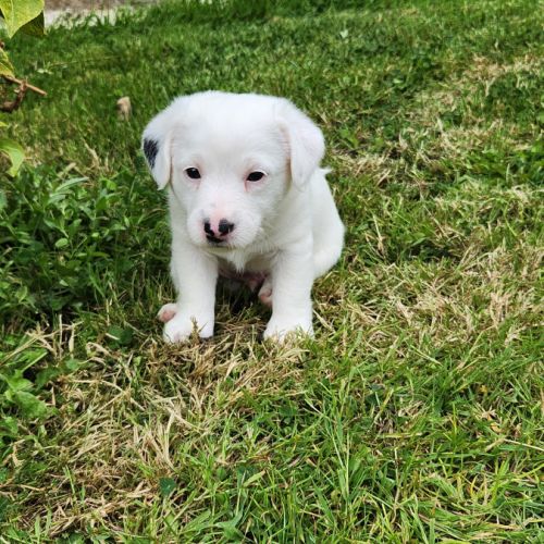 Chiots jack russell terrier lof #6