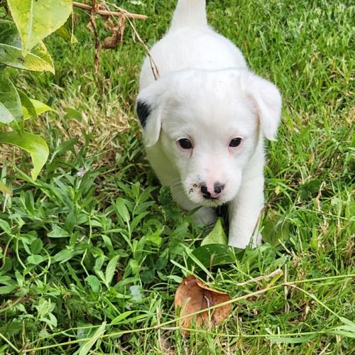Chiots jack russell terrier lof #7