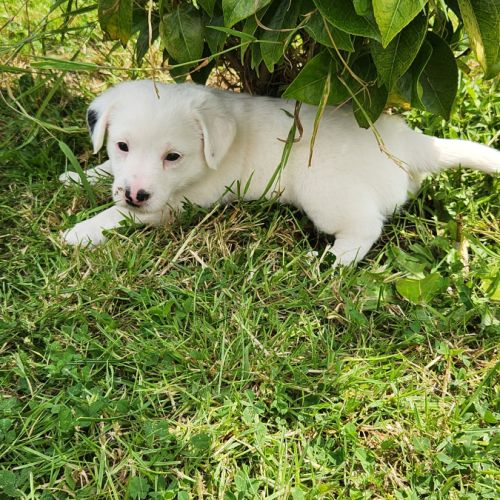 Chiots jack russell terrier lof #9