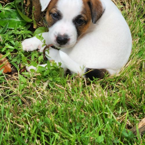 Chiots jack russell terrier lof