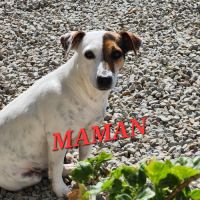Chiots jack russell terrier lof #1