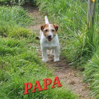Chiots jack russell terrier lof #2