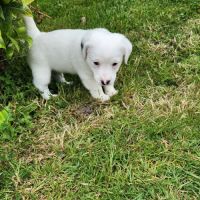 Chiots jack russell terrier lof #3