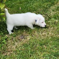Chiots jack russell terrier lof #4