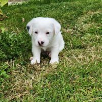 Chiots jack russell terrier lof #6