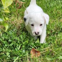 Chiots jack russell terrier lof #7