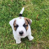 Chiots jack russell terrier lof #8
