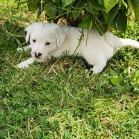 Chiots jack russell terrier lof #9