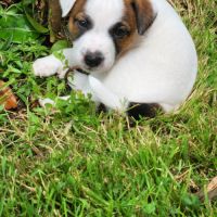 Chiots jack russell terrier lof