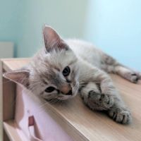 Molly, calme, joueuse et câline