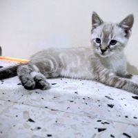 Molly, calme, joueuse et câline #3