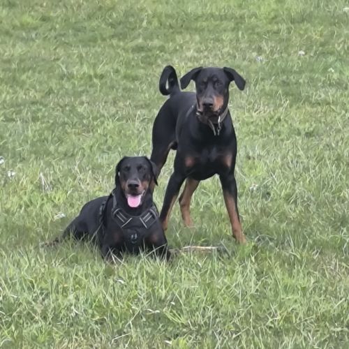Chiots doberman disponibles #1