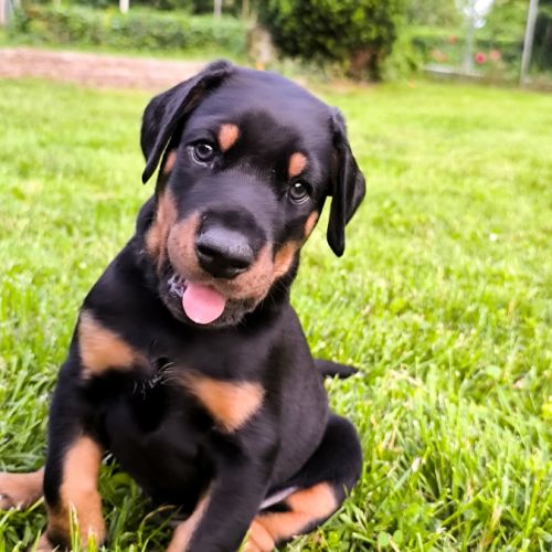 Chiots doberman disponibles #3