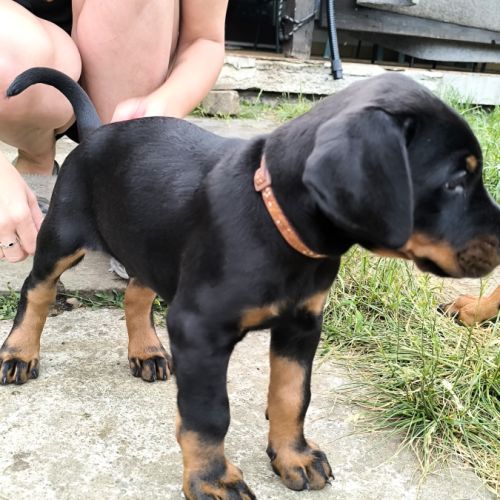 Chiots doberman disponibles #4