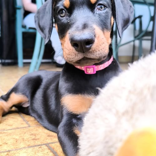 Chiots doberman disponibles #7