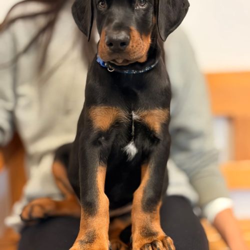 Chiots doberman disponibles #0
