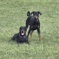 Chiots doberman disponibles #1