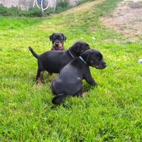 Chiots doberman disponibles #2