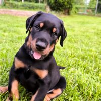 Chiots doberman disponibles #3
