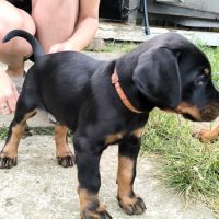 Chiots doberman disponibles #4
