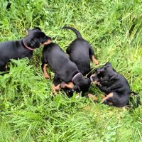 Chiots doberman disponibles #5