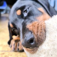 Chiots doberman disponibles #6