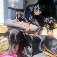 Chiots doberman disponibles #8