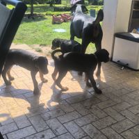 Chiots doberman disponibles #9