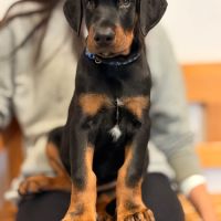 Chiots doberman disponibles