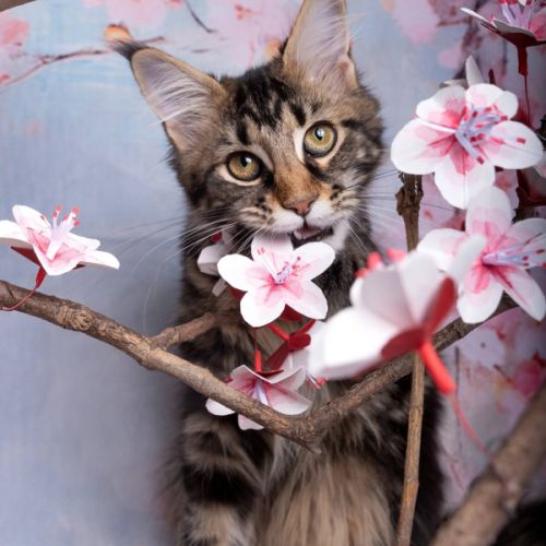 Chaton maine coon #2