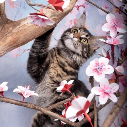 Chaton maine coon #3