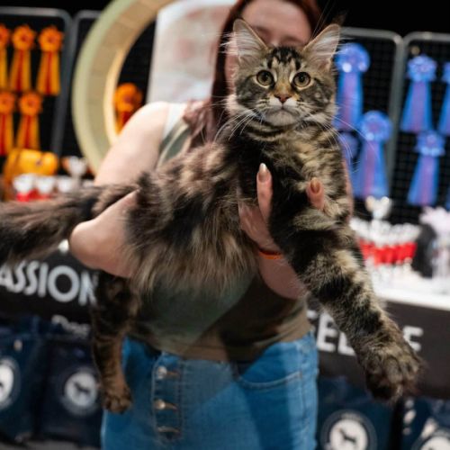 Chaton maine coon #4