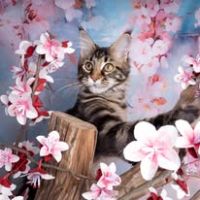 Chaton maine coon