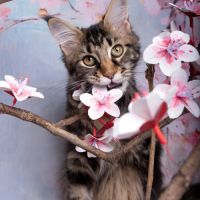 Chaton maine coon #2