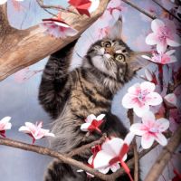 Chaton maine coon #3