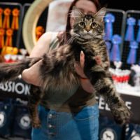 Chaton maine coon #4