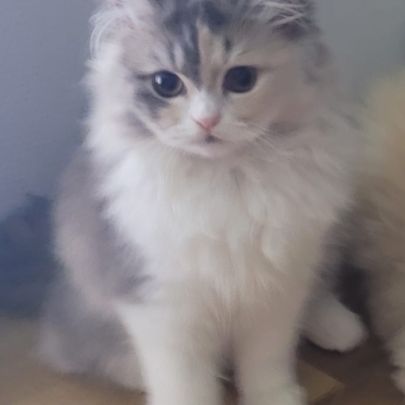 Chatons persans #1