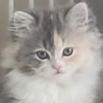 Chatons persans #0