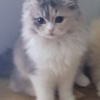 Chatons persans #1