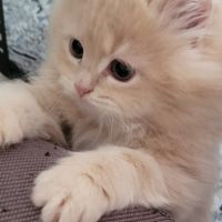 Chatons persans #3