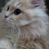 Chatons persans #4