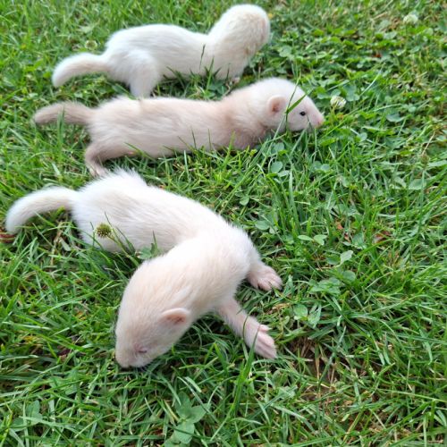 Furetons disponibles #1