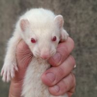 Furetons disponibles